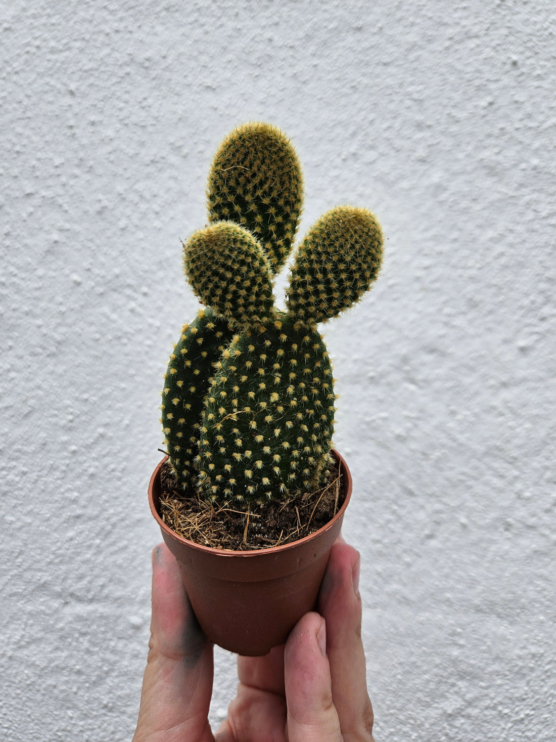 Opuntia Microdasys  (Bunny ear/ Angel wing cactus)