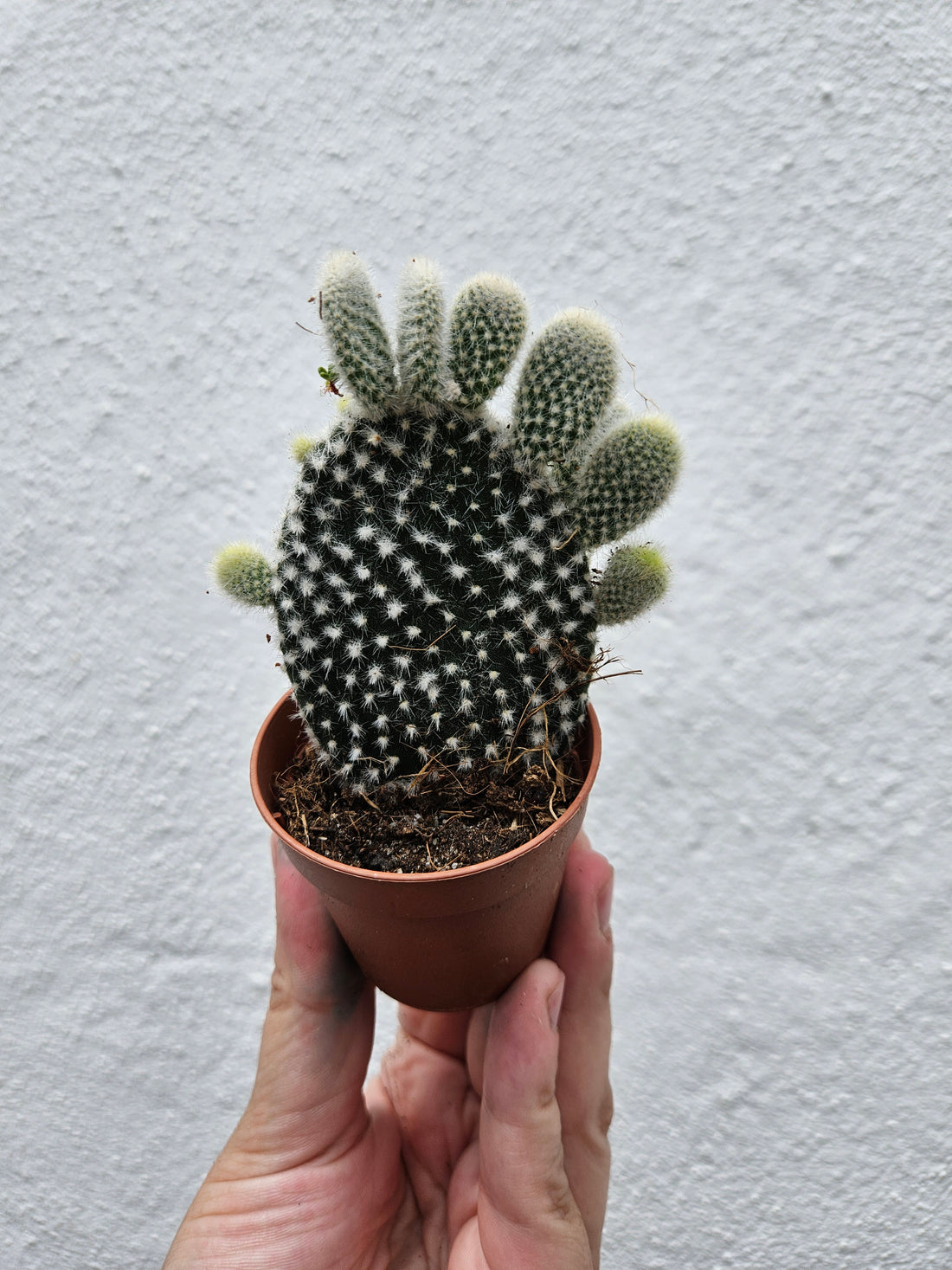 Opuntia microdasys Varieties (Bunny ear/ Angel wing cactus)