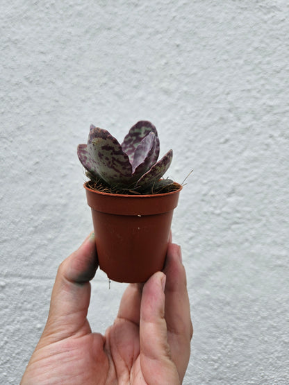 Kalanchoe humilis (Zebra Kalanchoe)