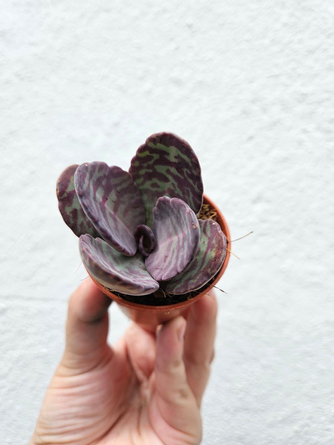 Kalanchoe humilis (Zebra Kalanchoe)