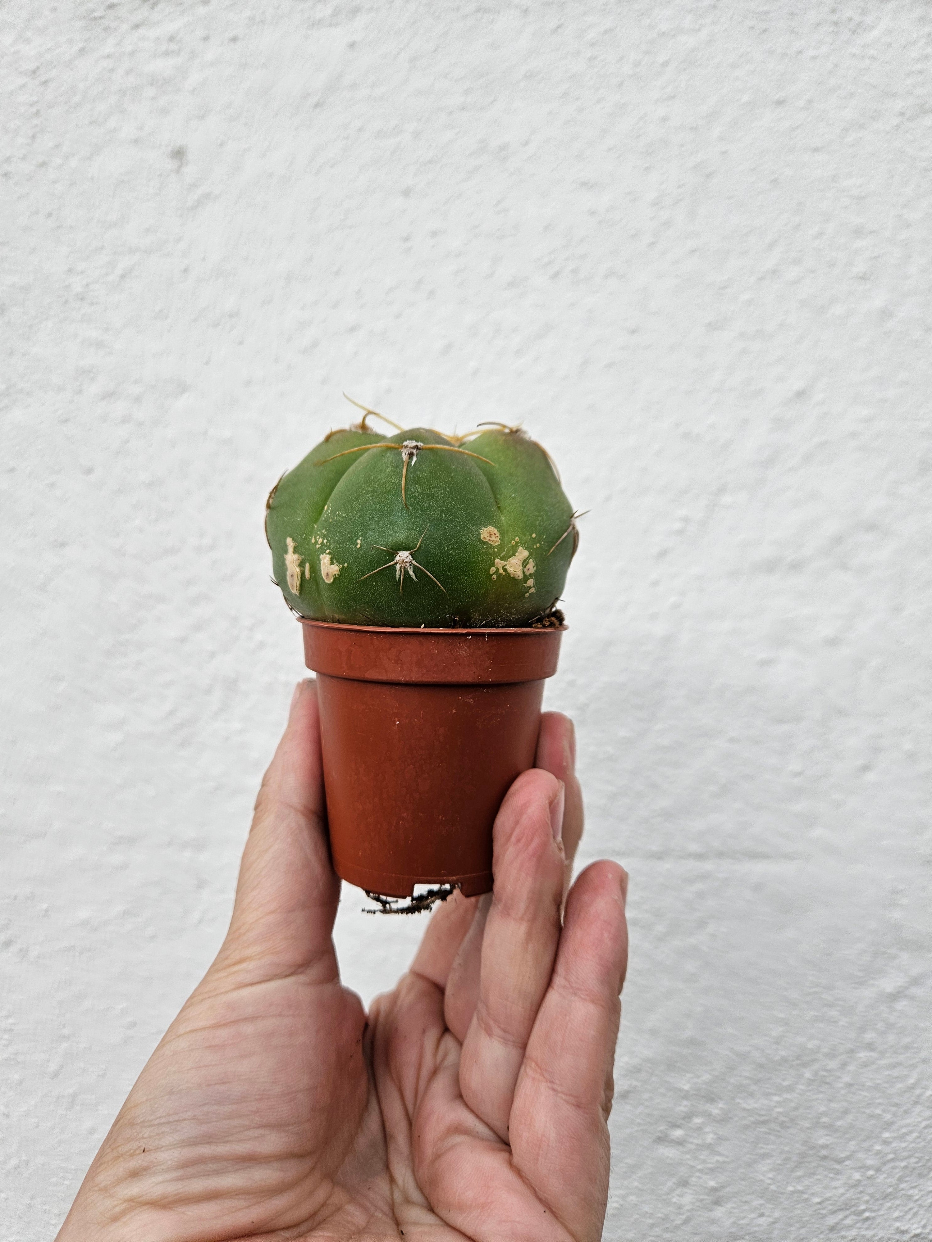 Gymnocalycium horstii (Spider Cactus)