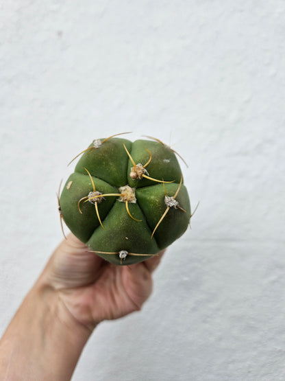 Gymnocalycium horstii (Spider Cactus)