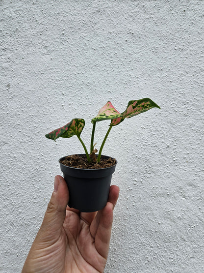 Aglaonema &