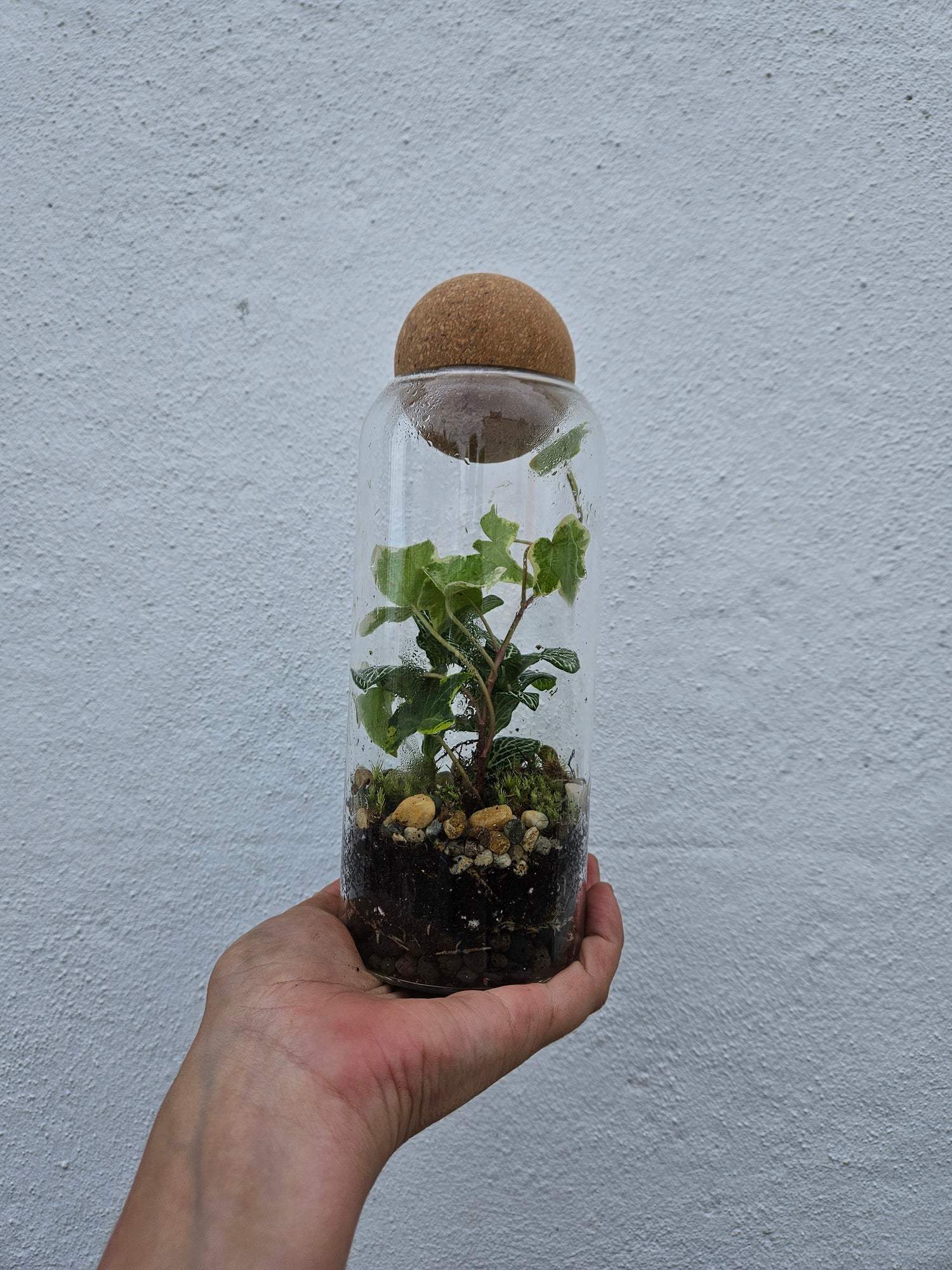 Glass closed terrarium with round cork (Short &amp; Tall)