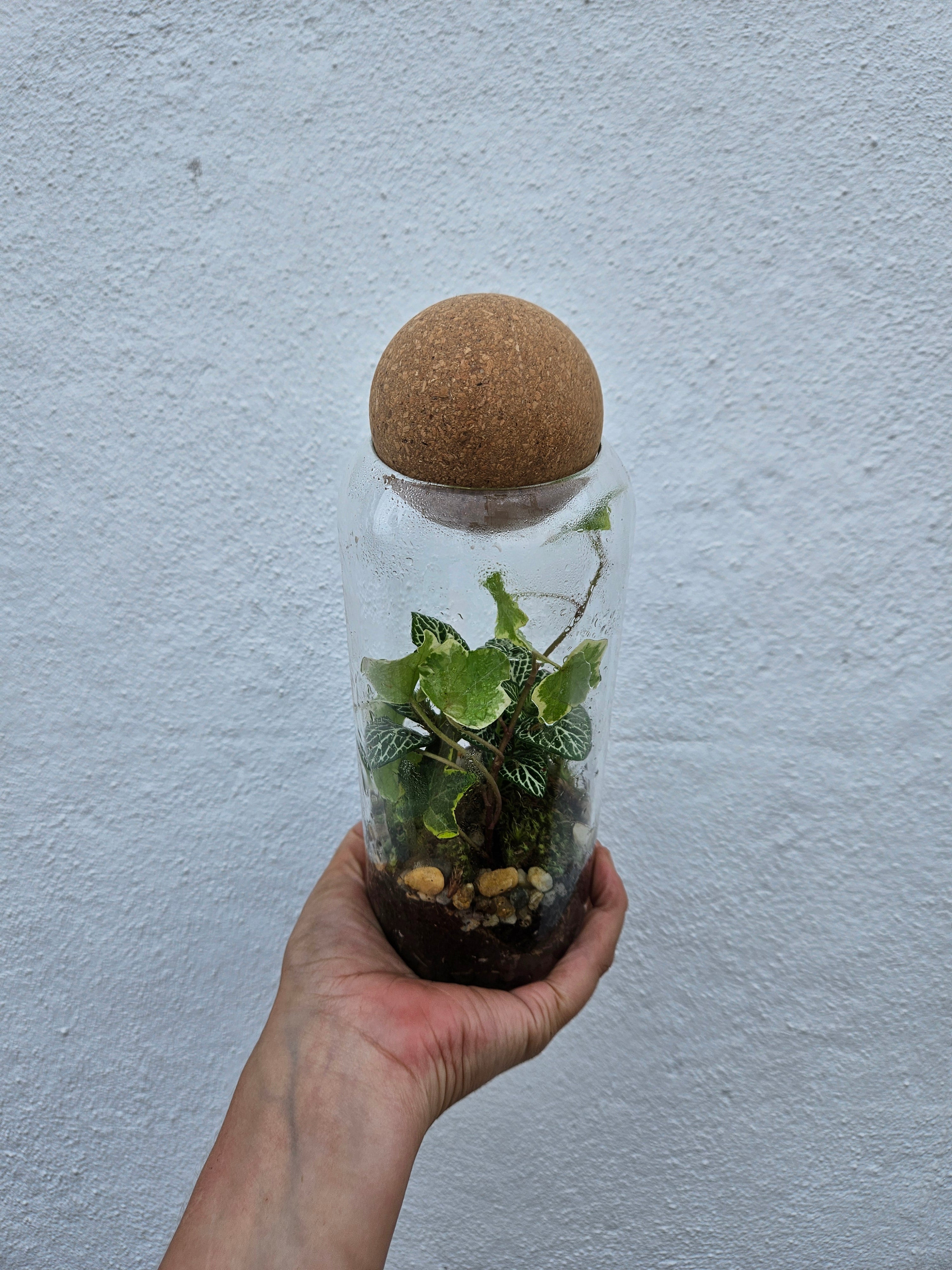 Glass closed terrarium with round cork (Short &amp; Tall)