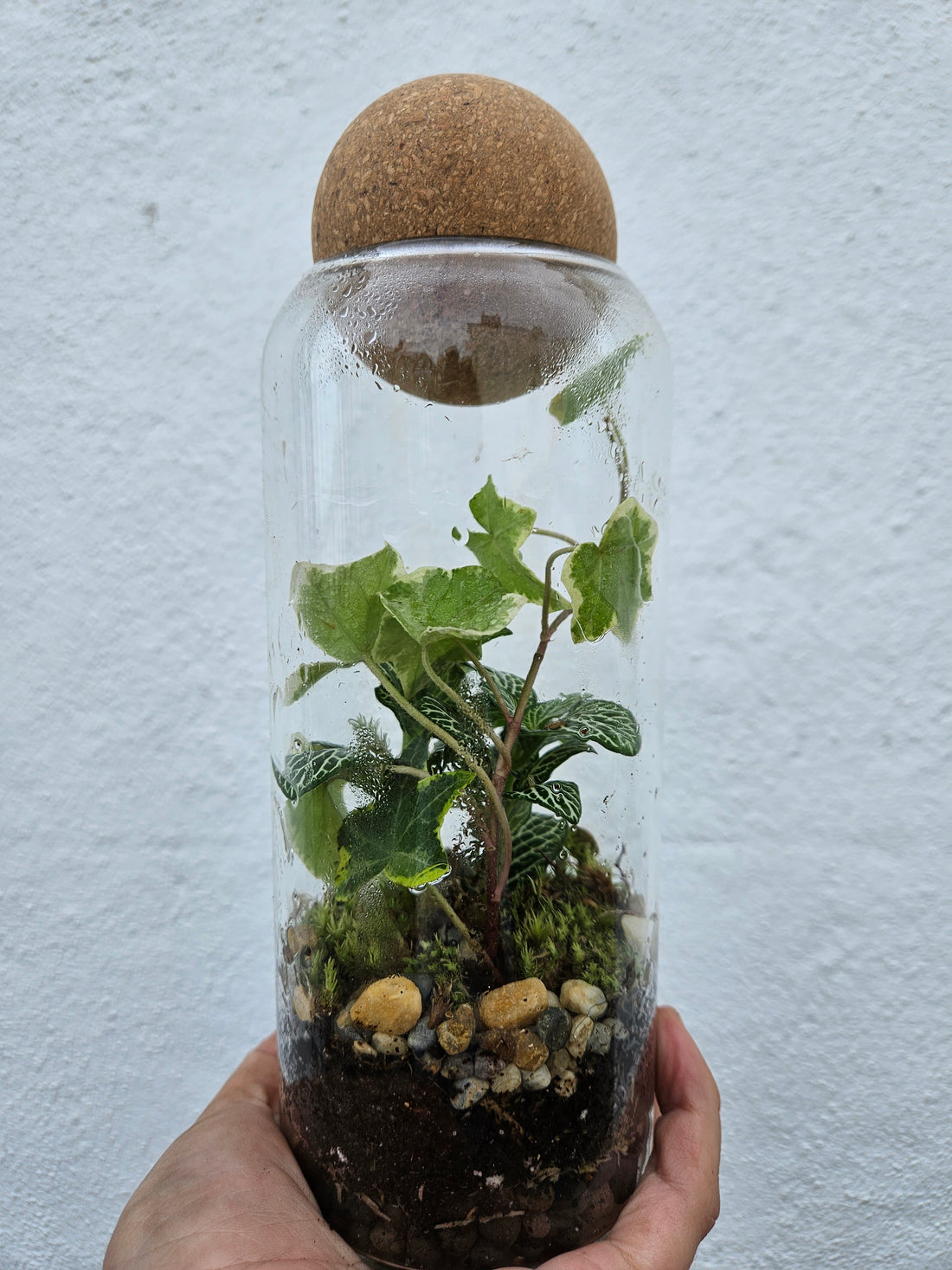 Glass closed terrarium with round cork (Short &amp; Tall)