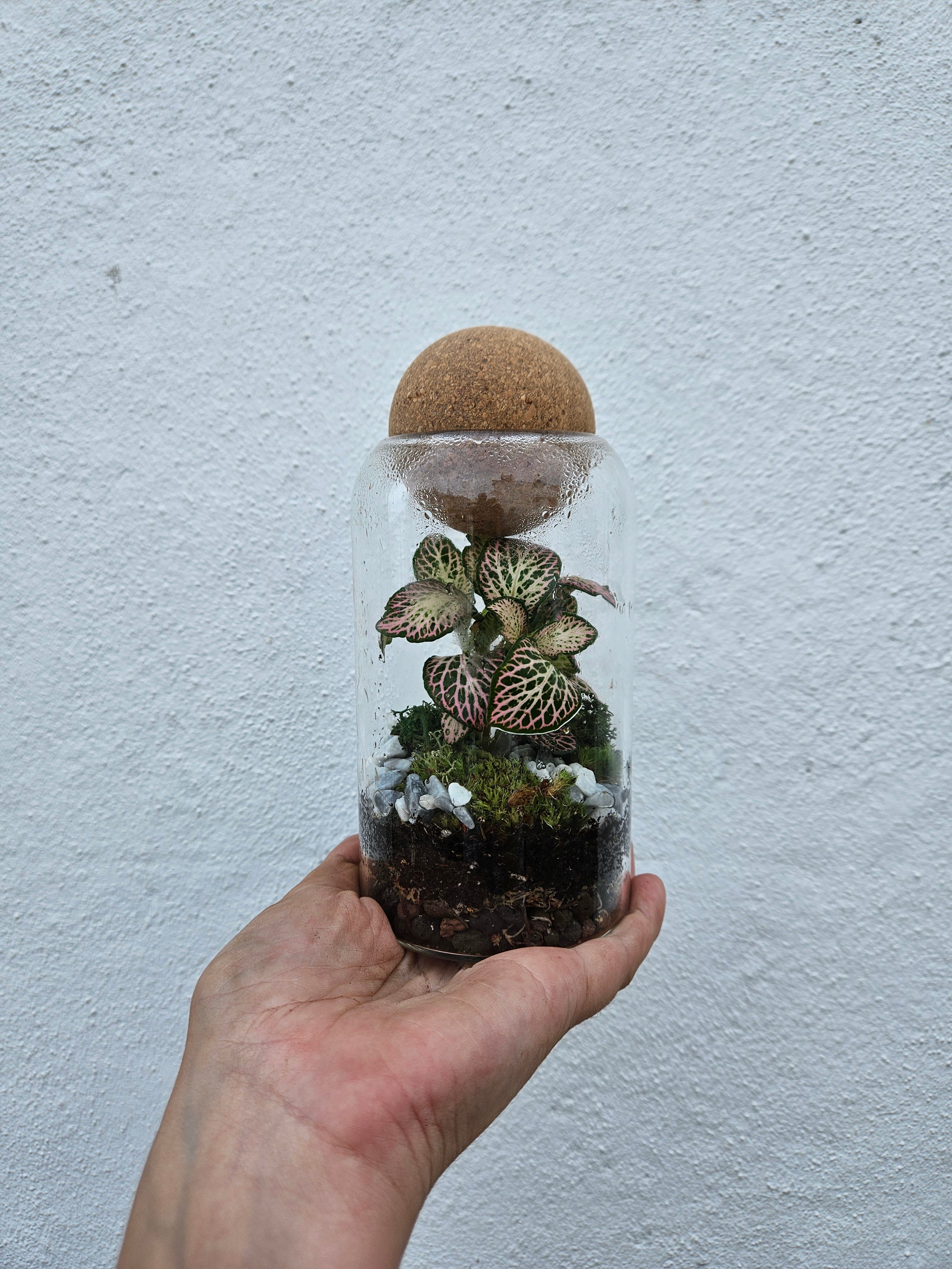 Glass closed terrarium with round cork (Short &amp; Tall)