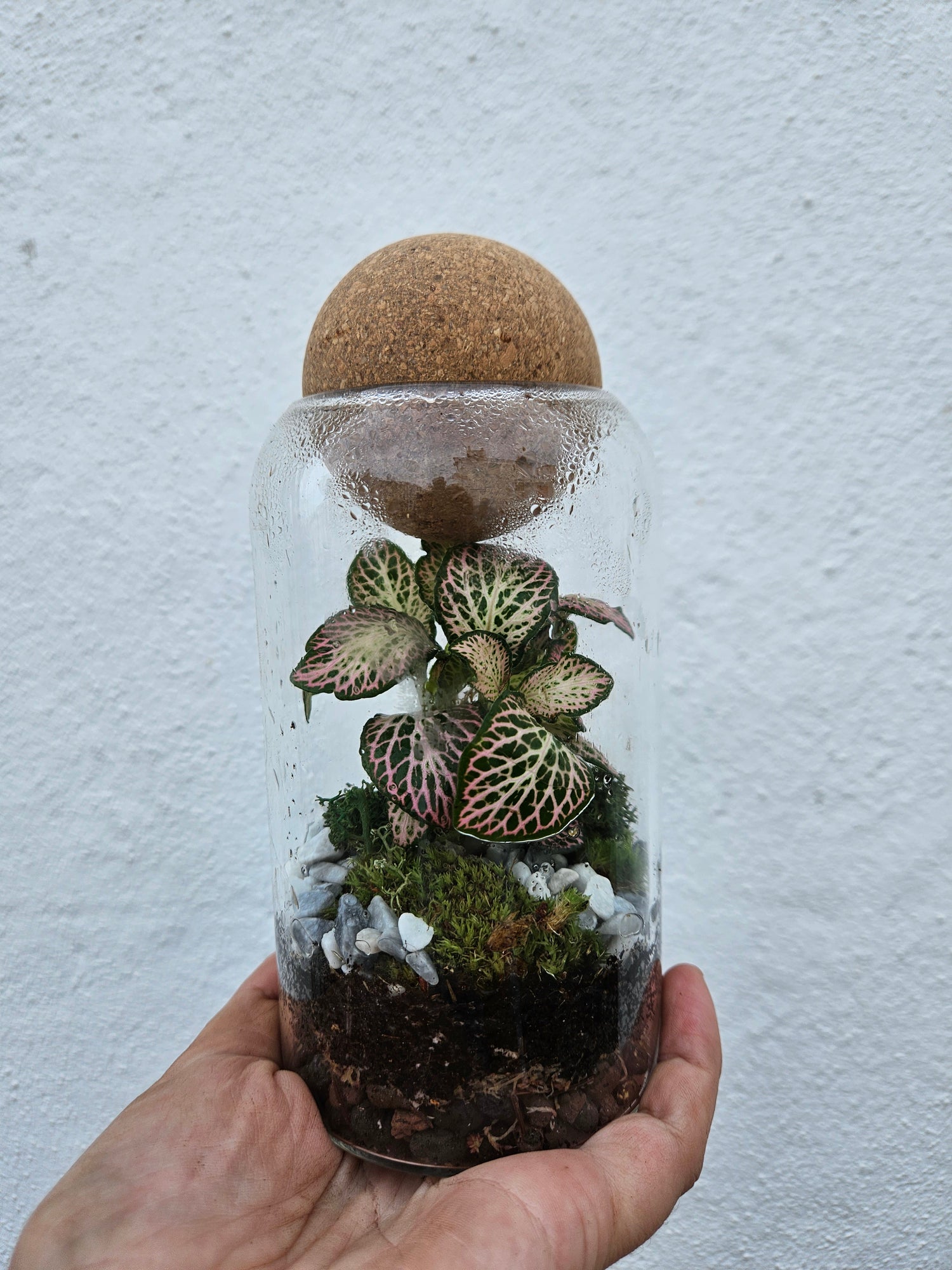 Glass closed terrarium with round cork (Short &amp; Tall)