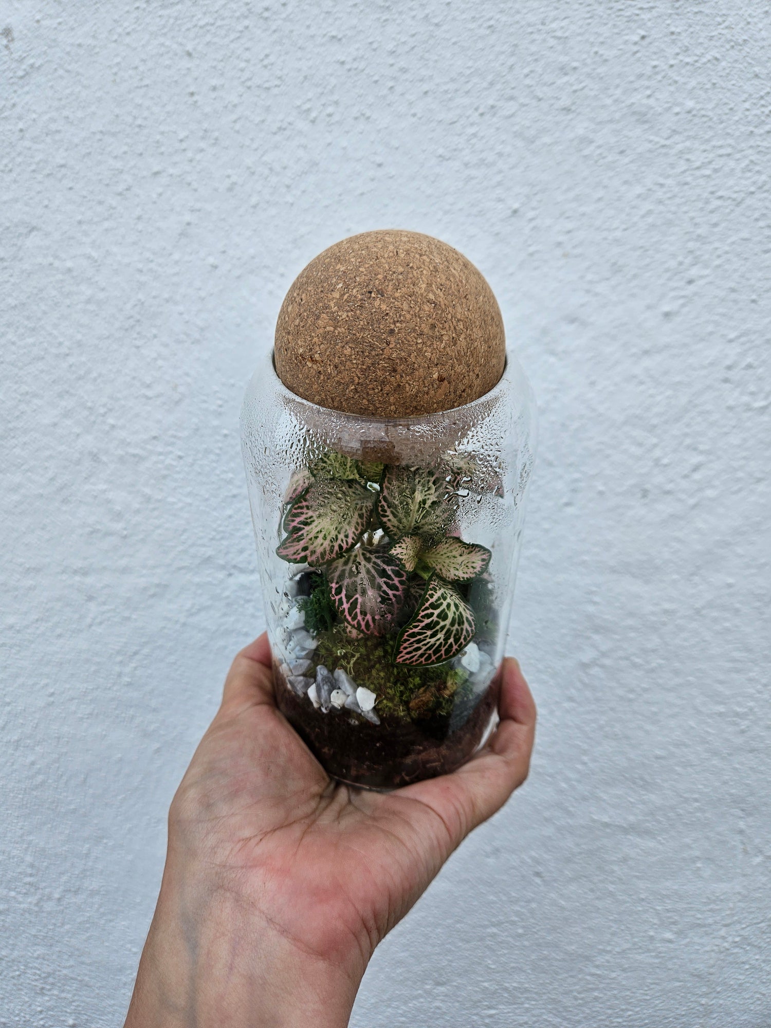 Glass closed terrarium with round cork (Short &amp; Tall)