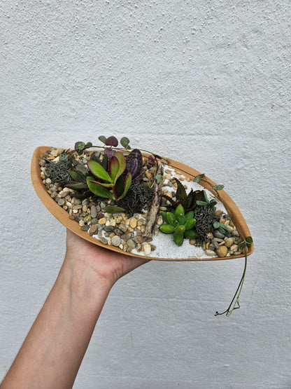 Husk curved seed pod Open Terrarium -2 colours available