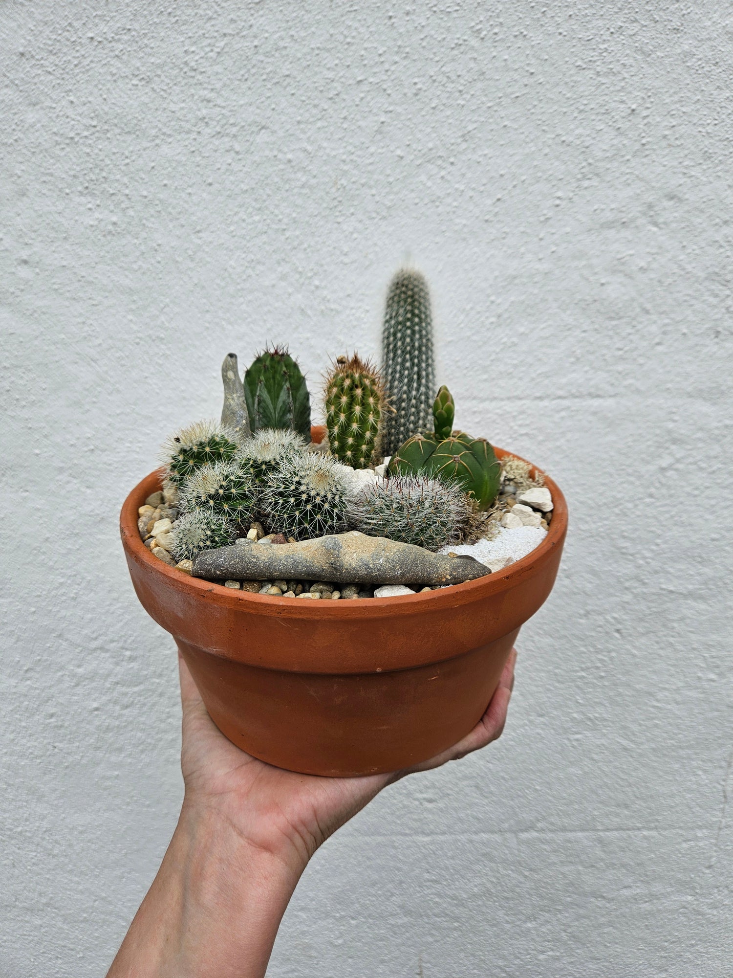 Terracotta cacti open terrarium