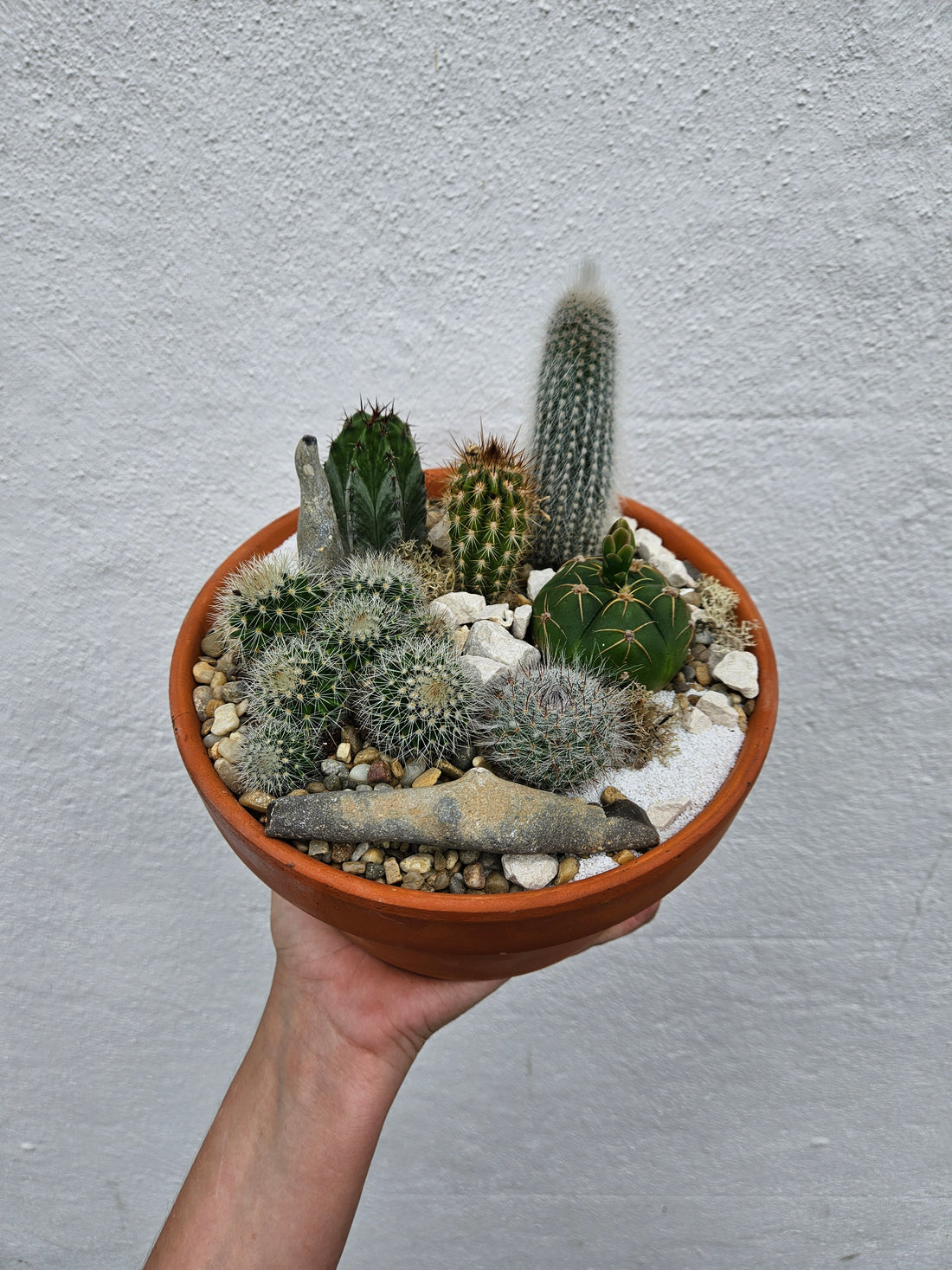 Terracotta cacti open terrarium