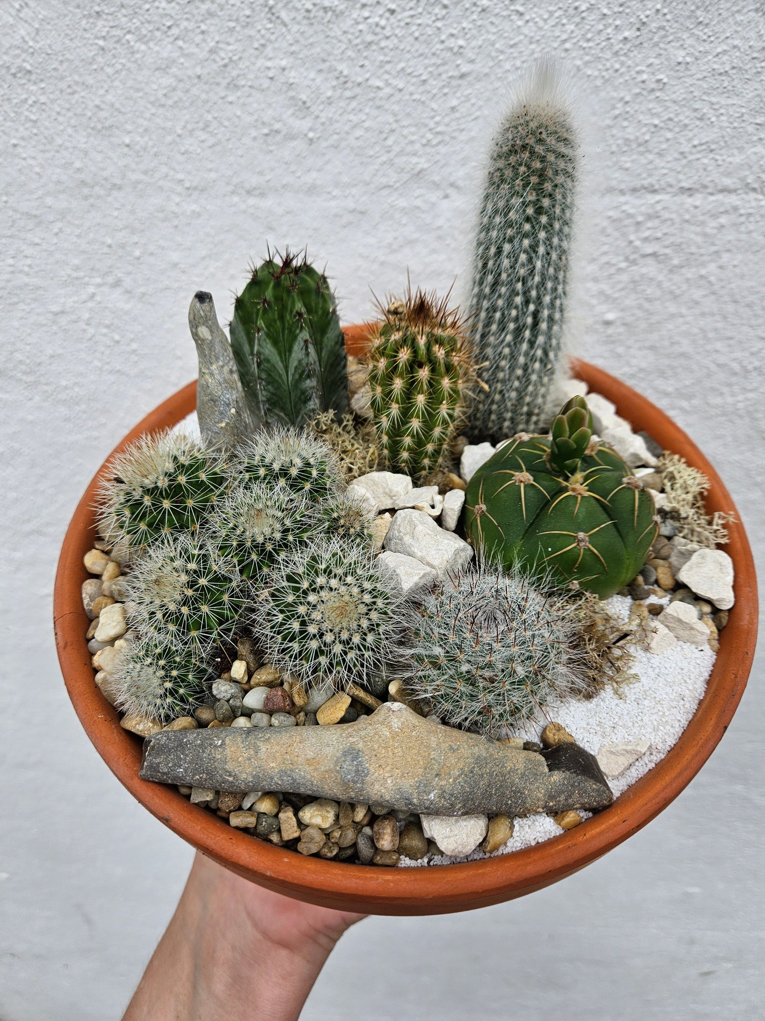 Terracotta cacti open terrarium