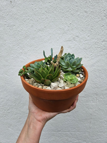 Terracotta succulent open terrarium