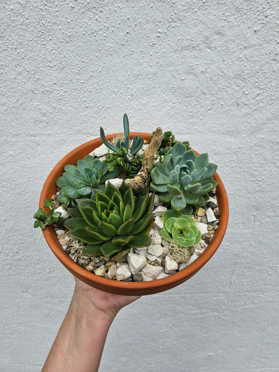 Terracotta succulent open terrarium