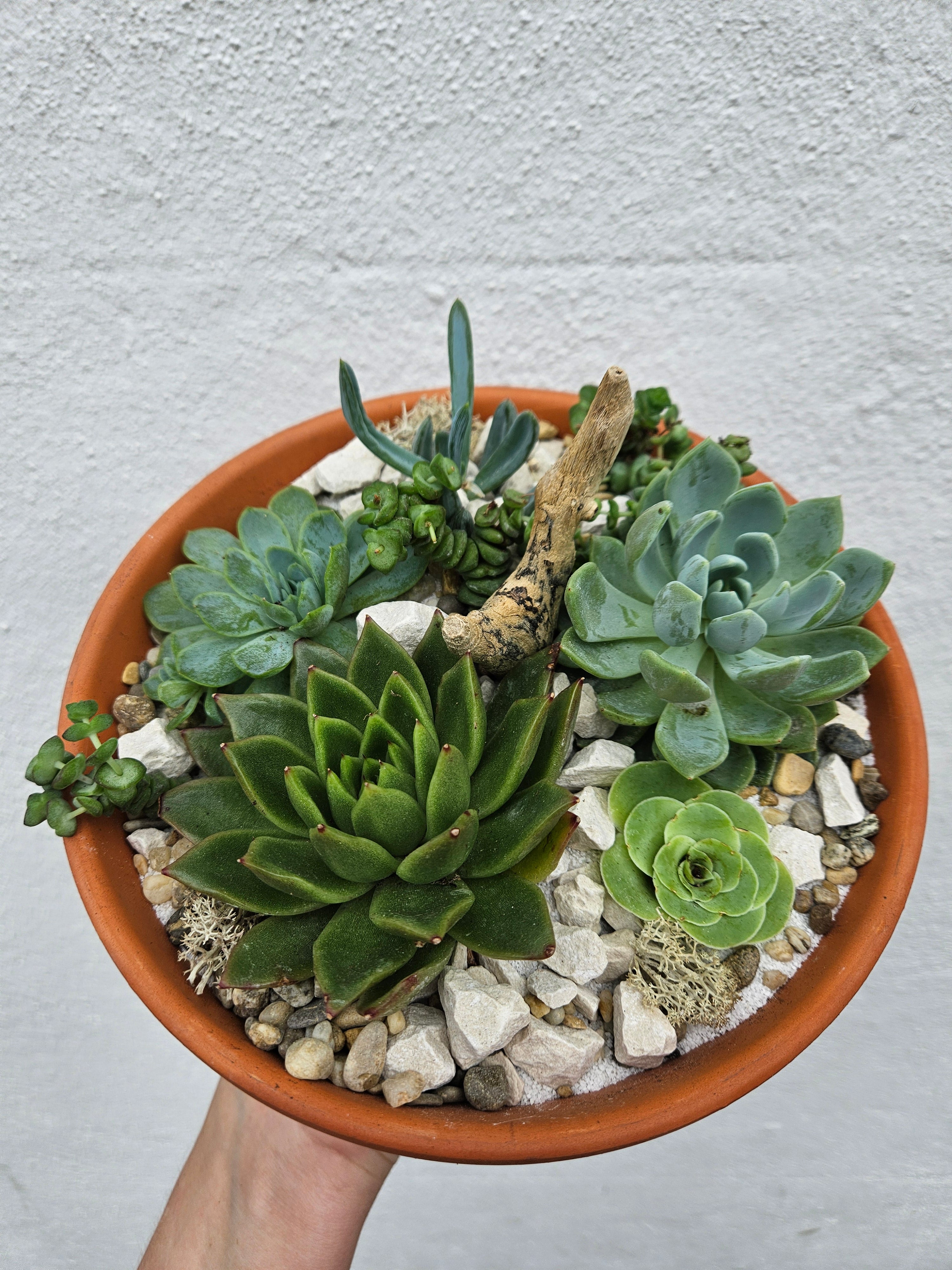 Terracotta succulent open terrarium