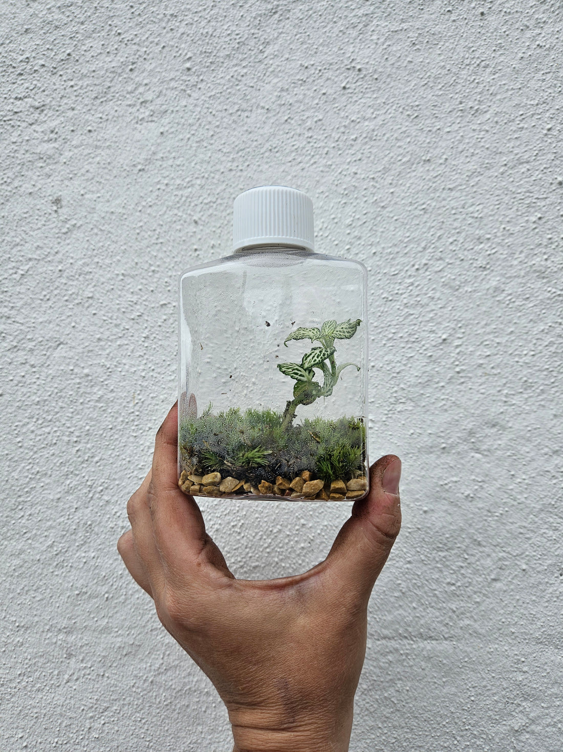 Small plastic closed terrarium