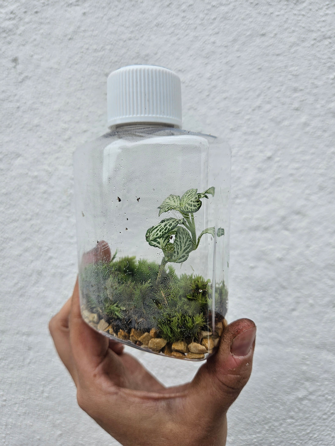 Short small plastic closed terrarium