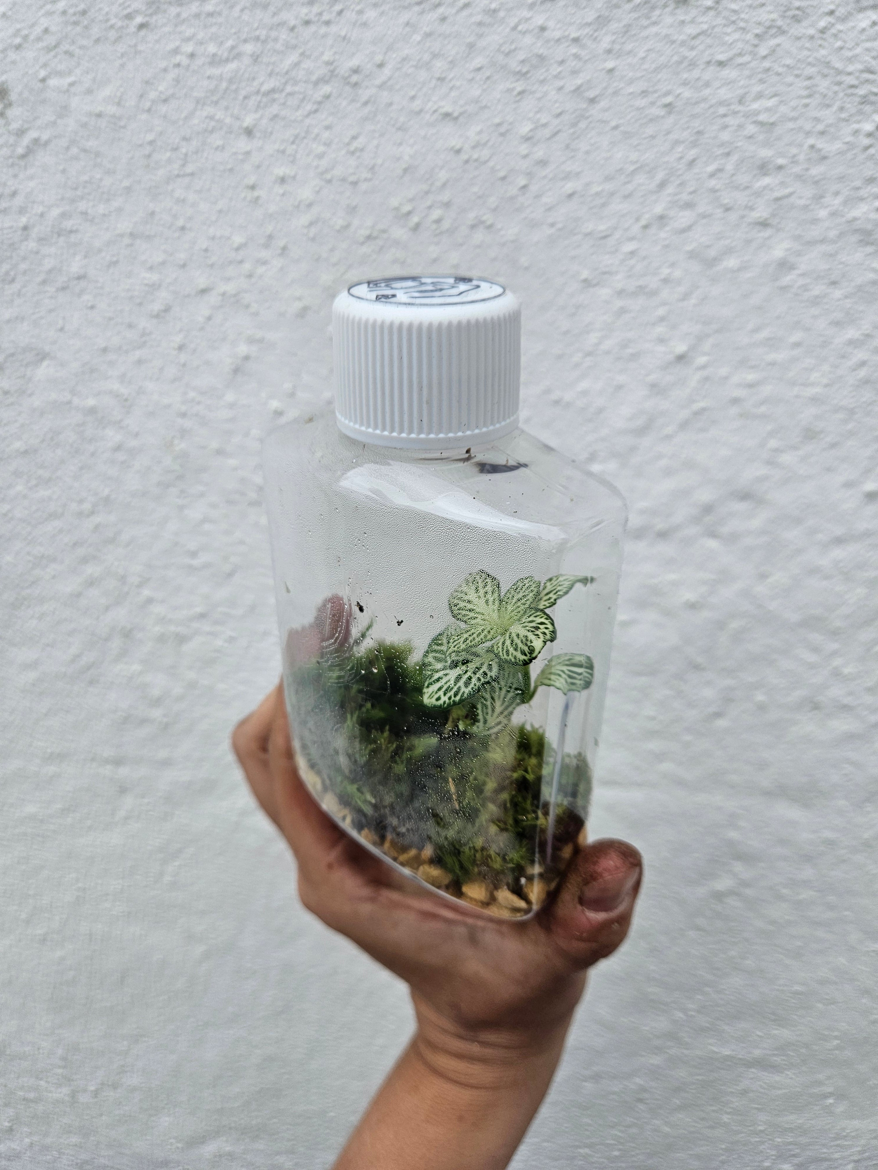 Small plastic closed terrarium