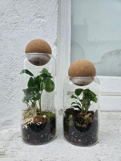 Glass closed terrarium with round cork (Short &amp; Tall)