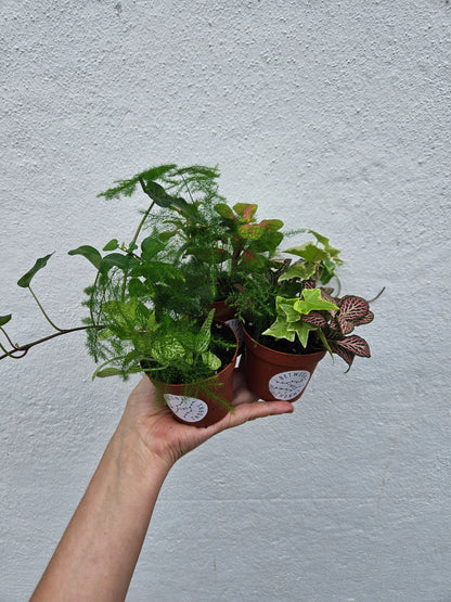 Mixed terrarium plants-8.5cm pot