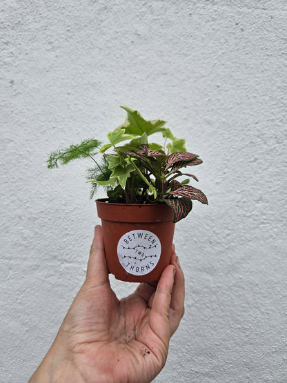 Mixed terrarium plants-8.5cm pot