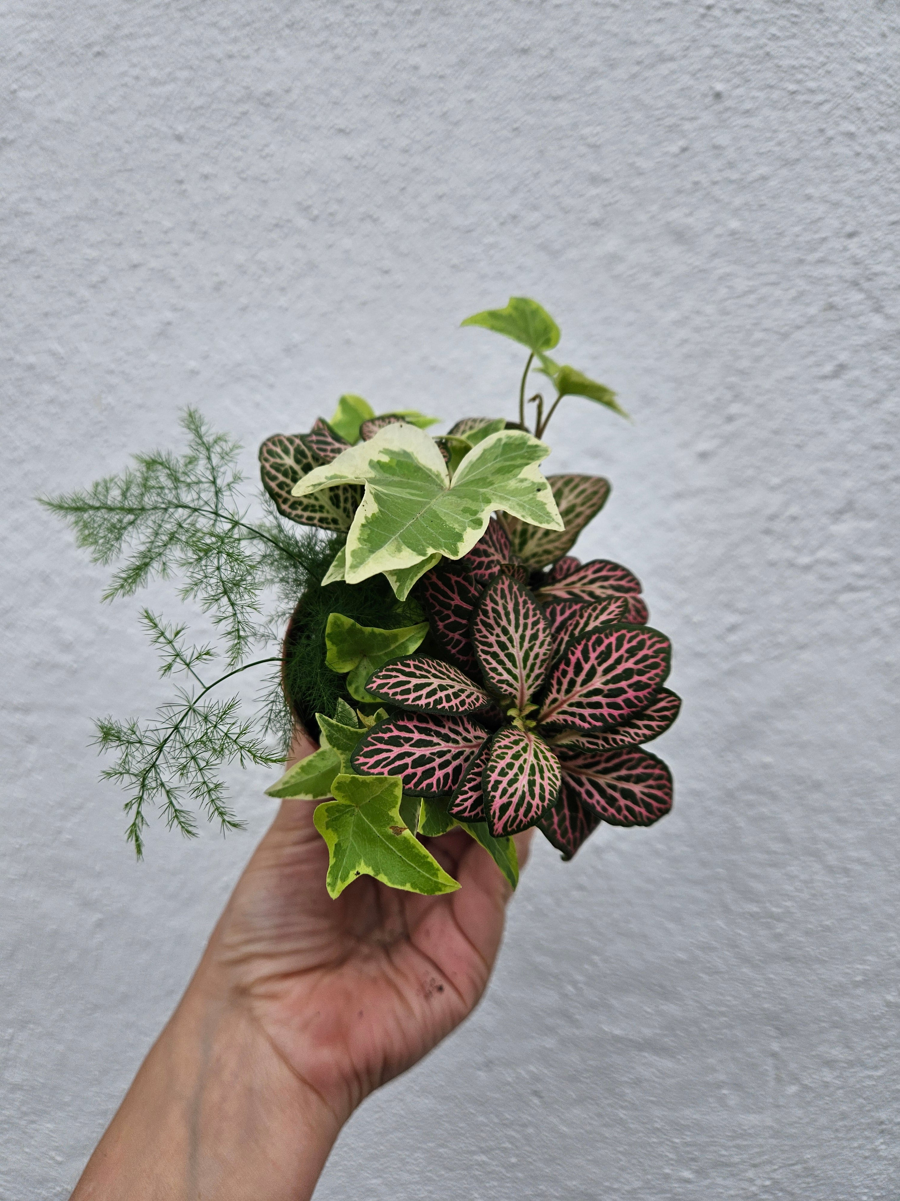 Mixed terrarium plants-8.5cm pot