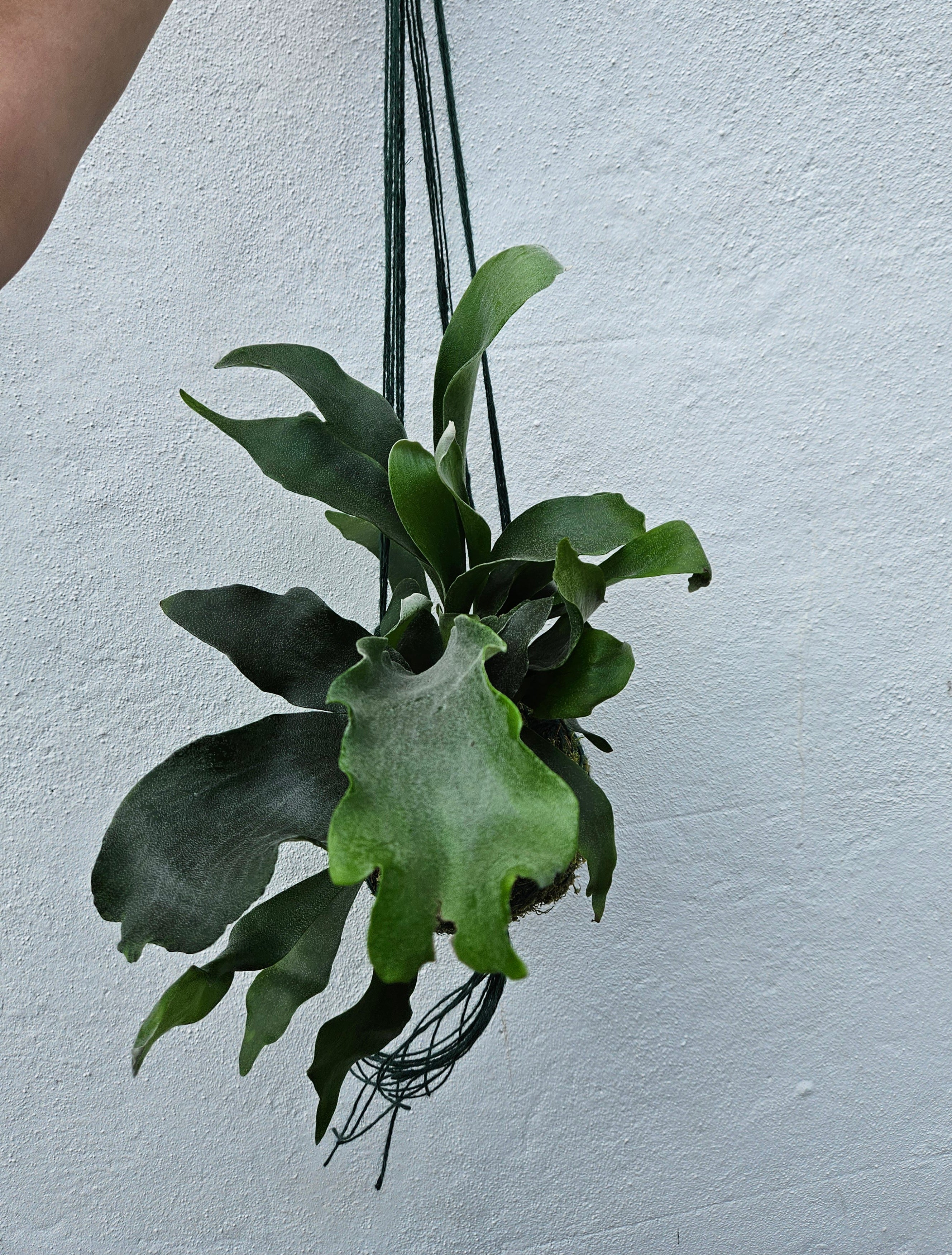 Kokedama planted with staghorn fern