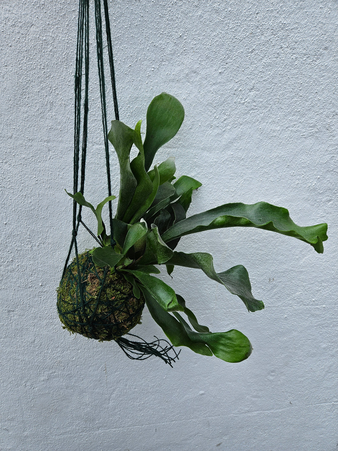 Kokedama planted with staghorn fern