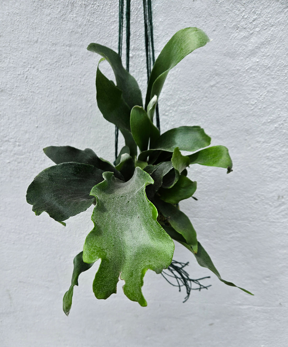 Kokedama planted with staghorn fern