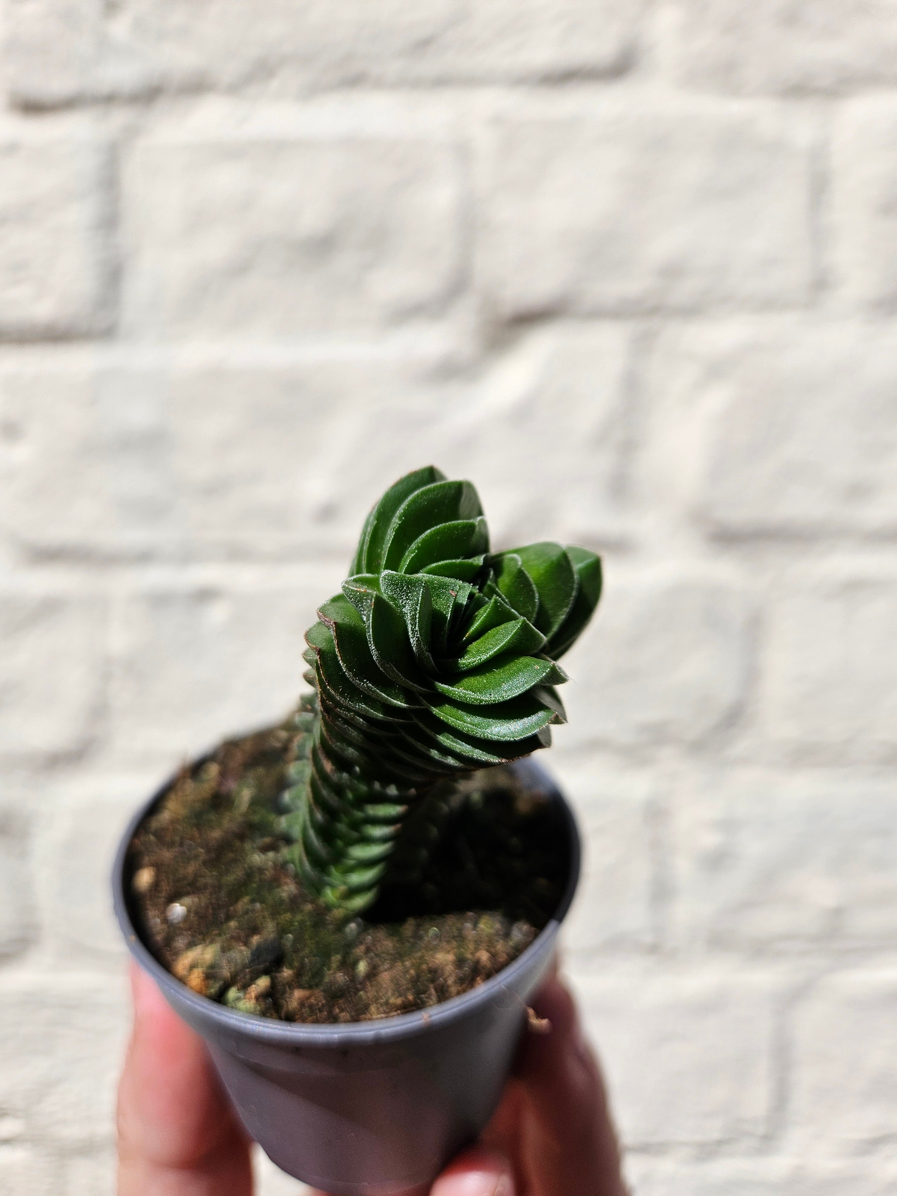 Crassula &