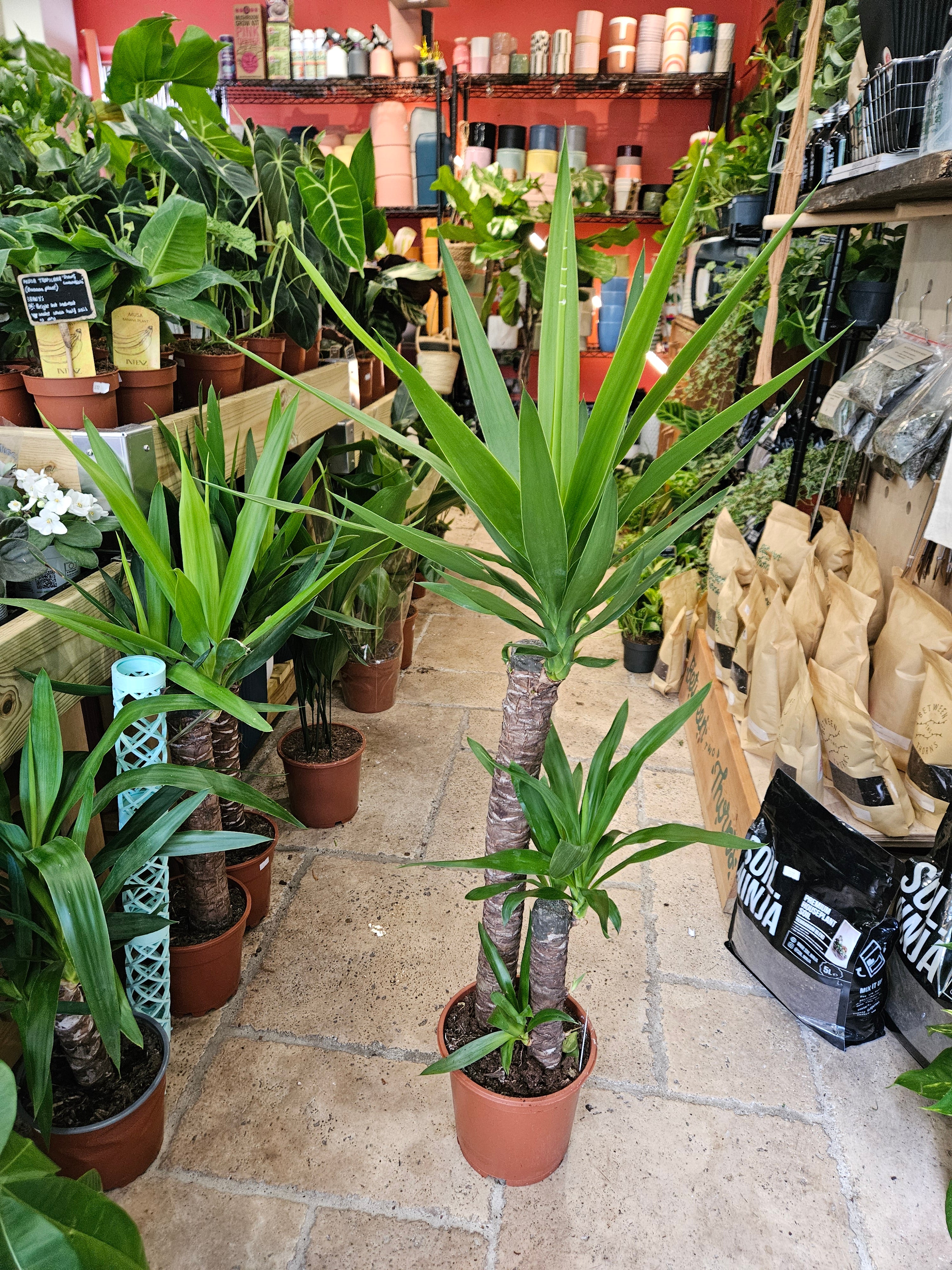 Yucca elephantipes (Spineless Yucca Plant)