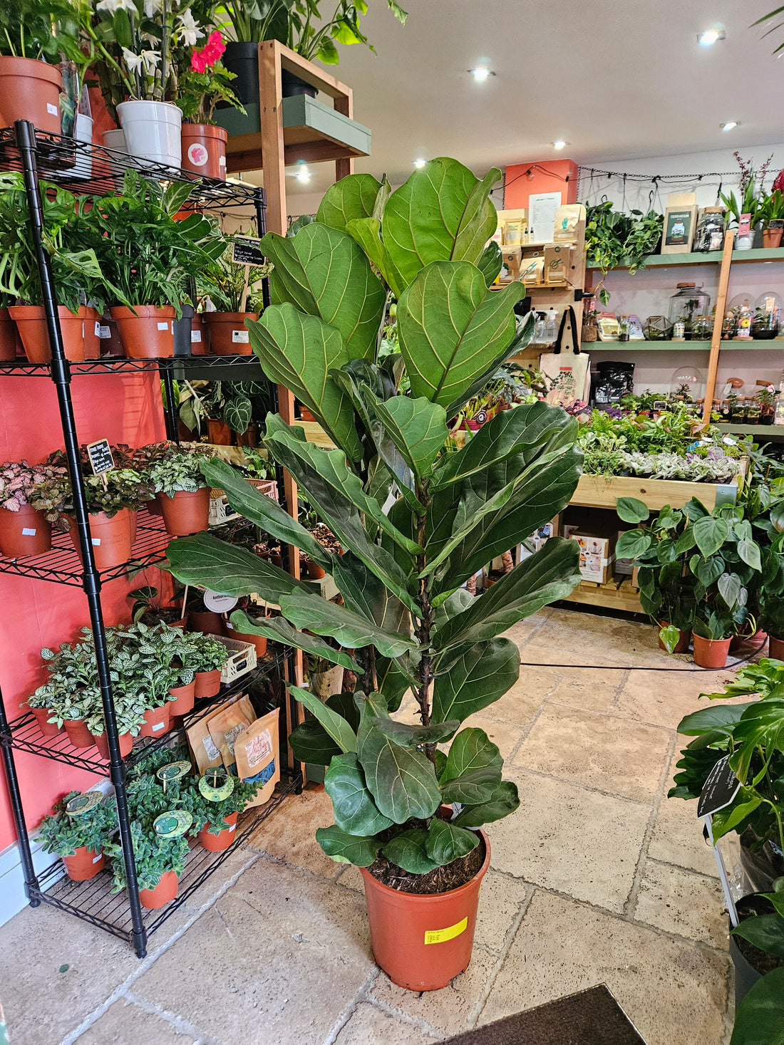 Ficus lyrata (Fiddle leaf fig) Different heights available