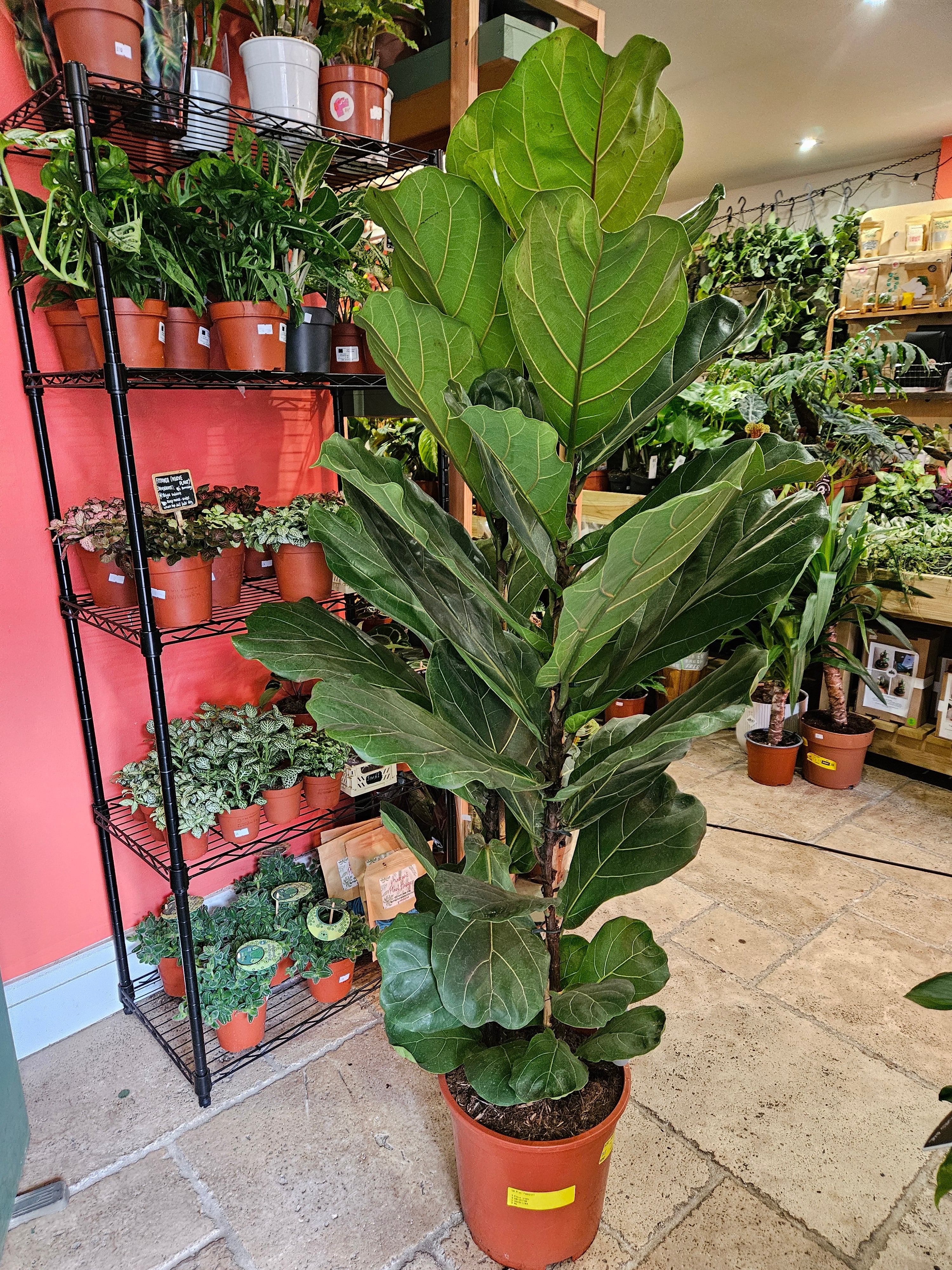 Fiddle leaf fig plant cats best sale