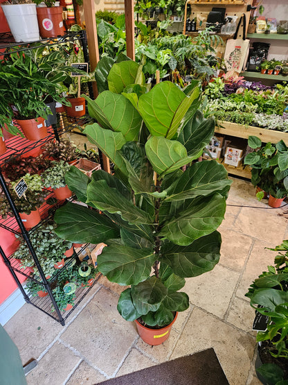 Ficus lyrata (Fiddle leaf fig) Different heights available