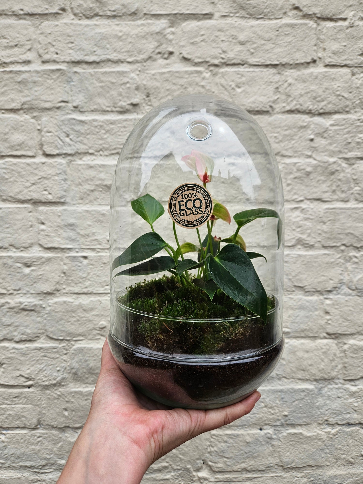 Eco glass medium sized cloche style terrarium