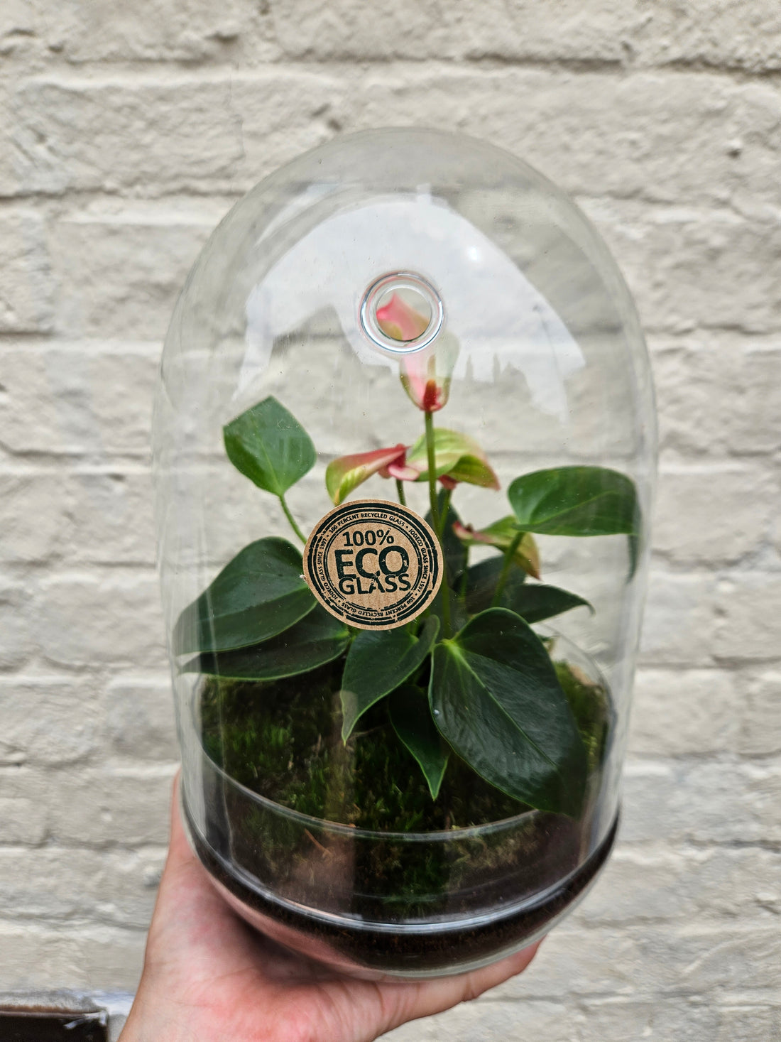 Eco glass medium sized cloche style terrarium