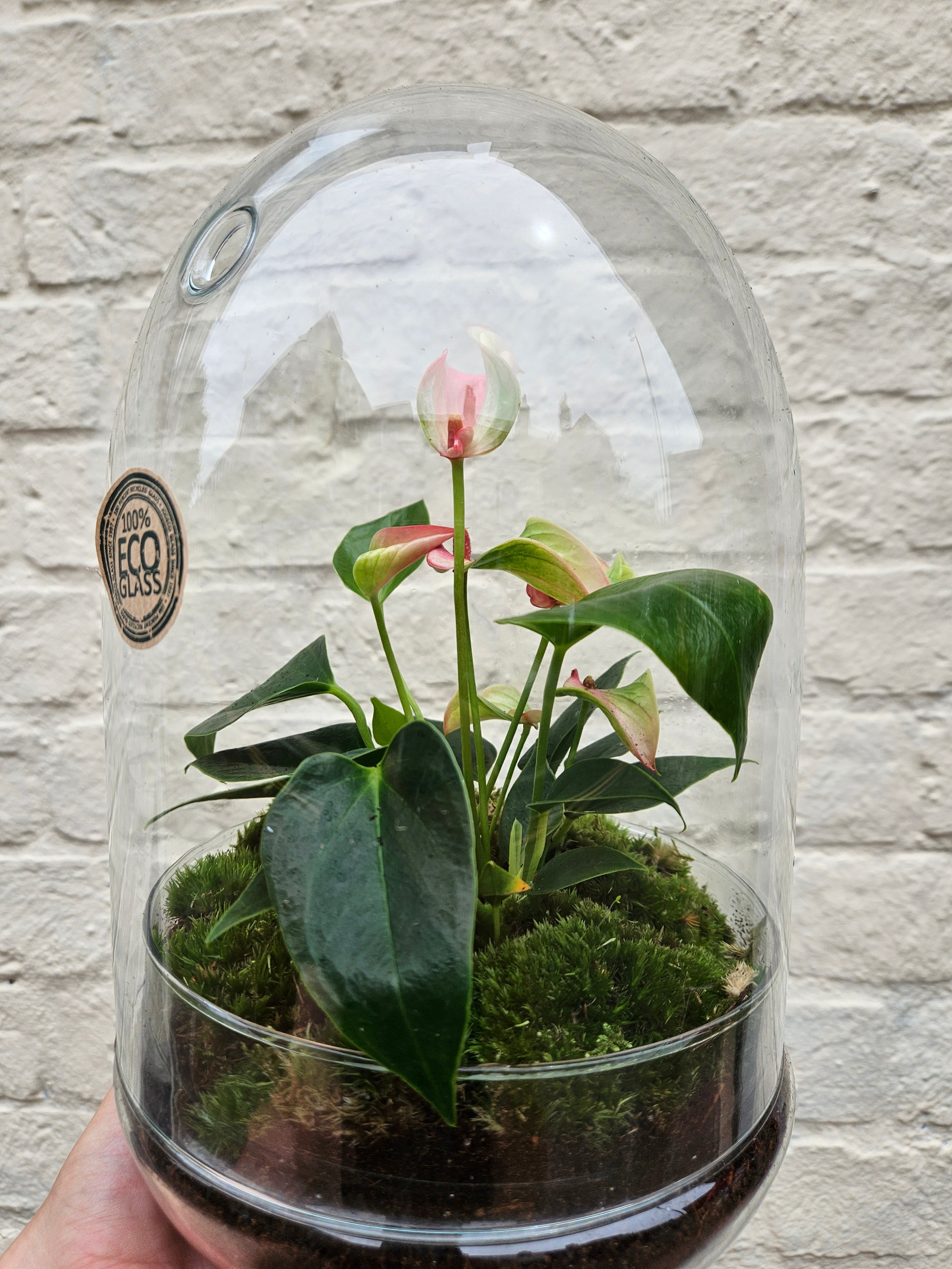 Eco glass medium sized cloche style terrarium