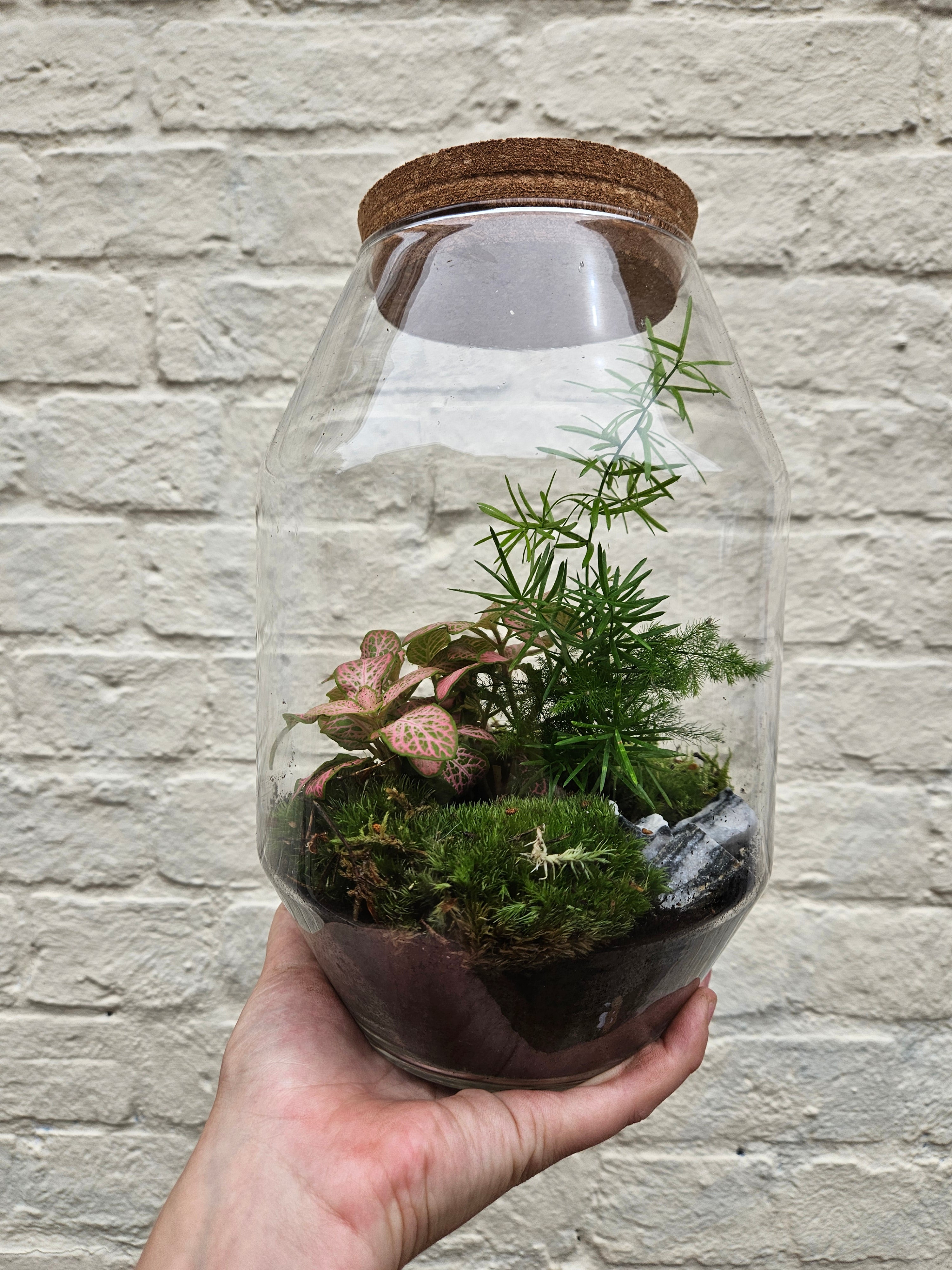 Medium sized closed terrarium