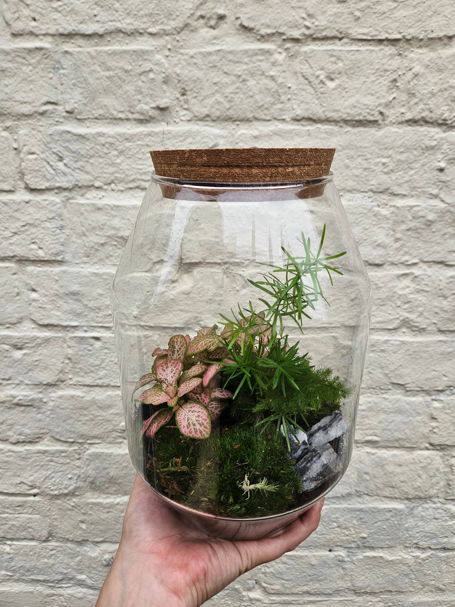 Medium sized closed terrarium