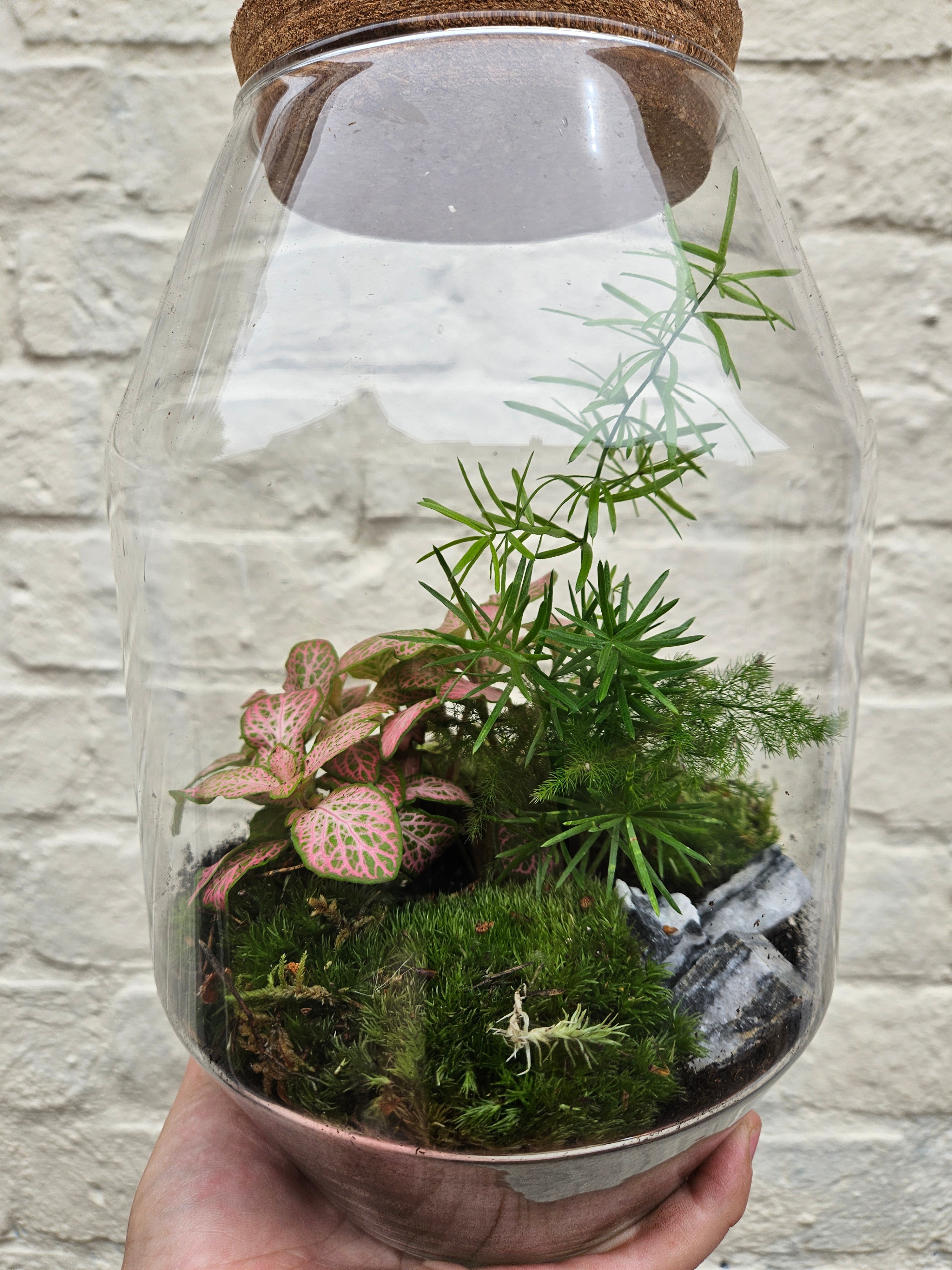 Medium sized closed terrarium