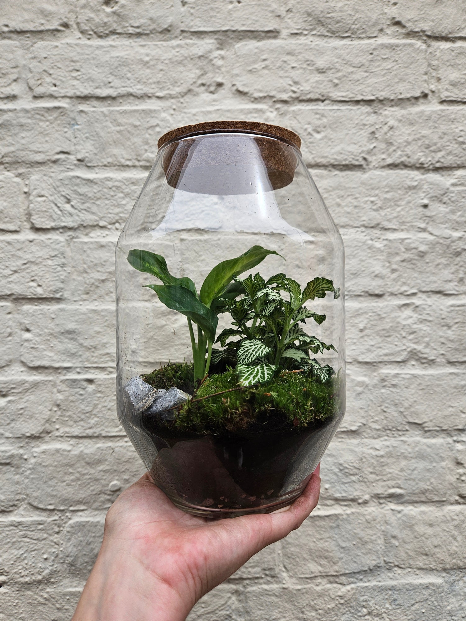 Medium sized closed terrarium