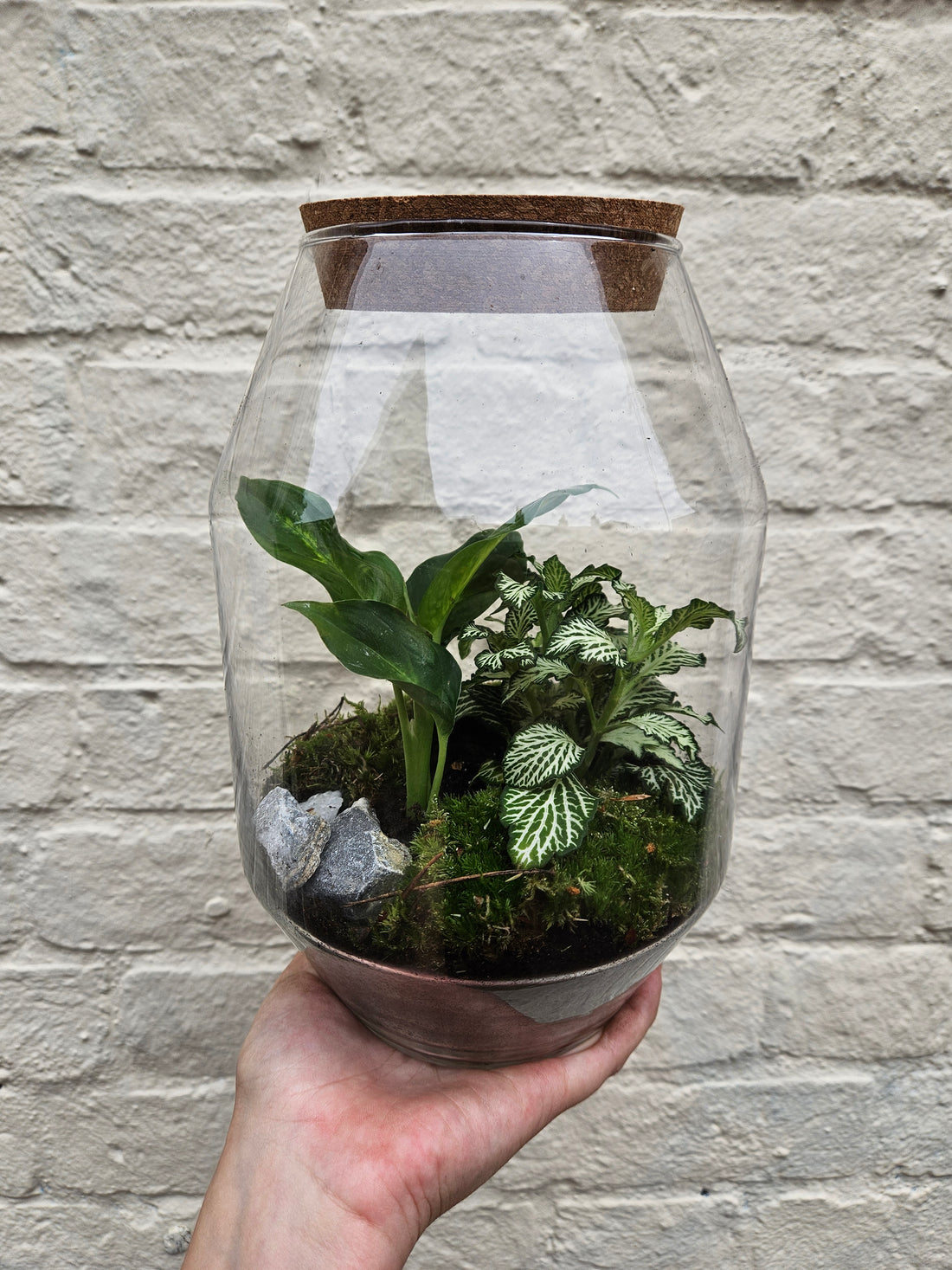 Medium sized closed terrarium