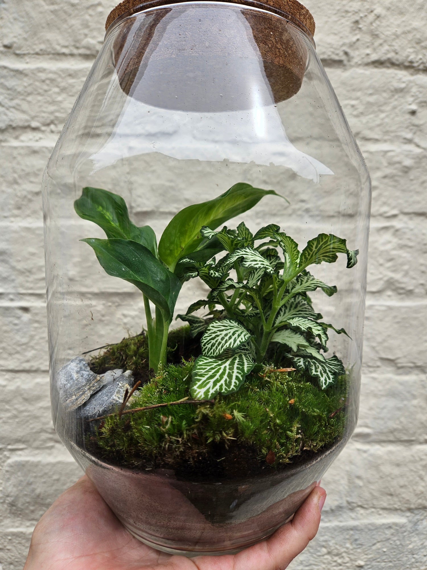 Medium sized closed terrarium