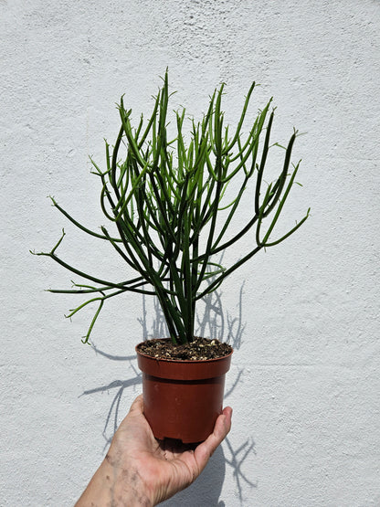 Euphorbia tirucalli (Pencil cactus)