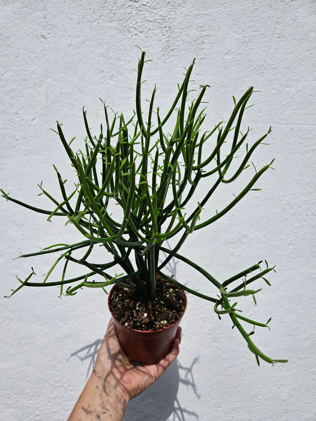 Euphorbia tirucalli (Pencil cactus)