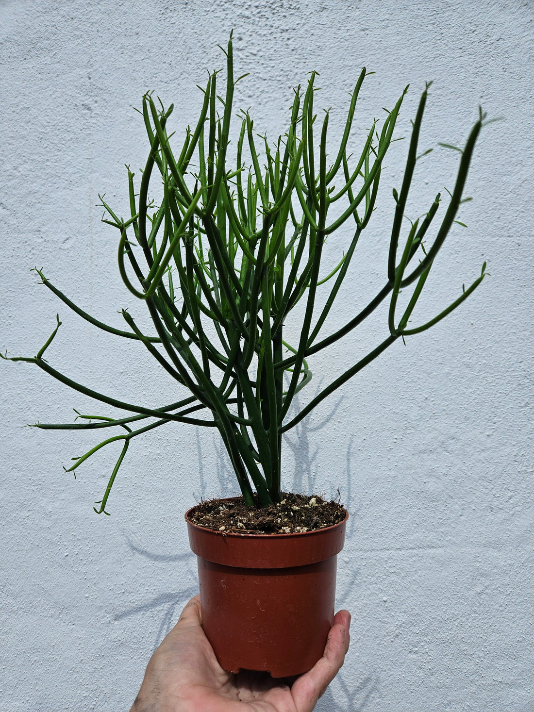 Euphorbia tirucalli (Pencil cactus)