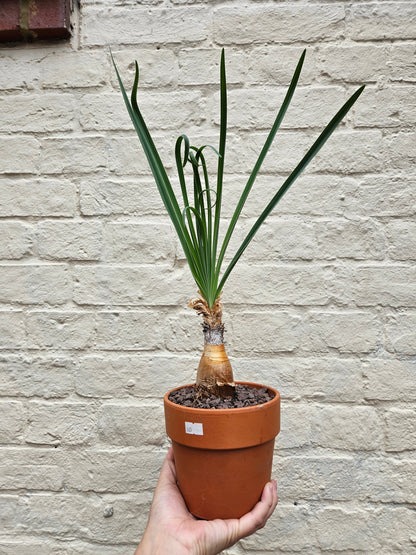 Boophane Disticha in terracotta pot - Rare plant