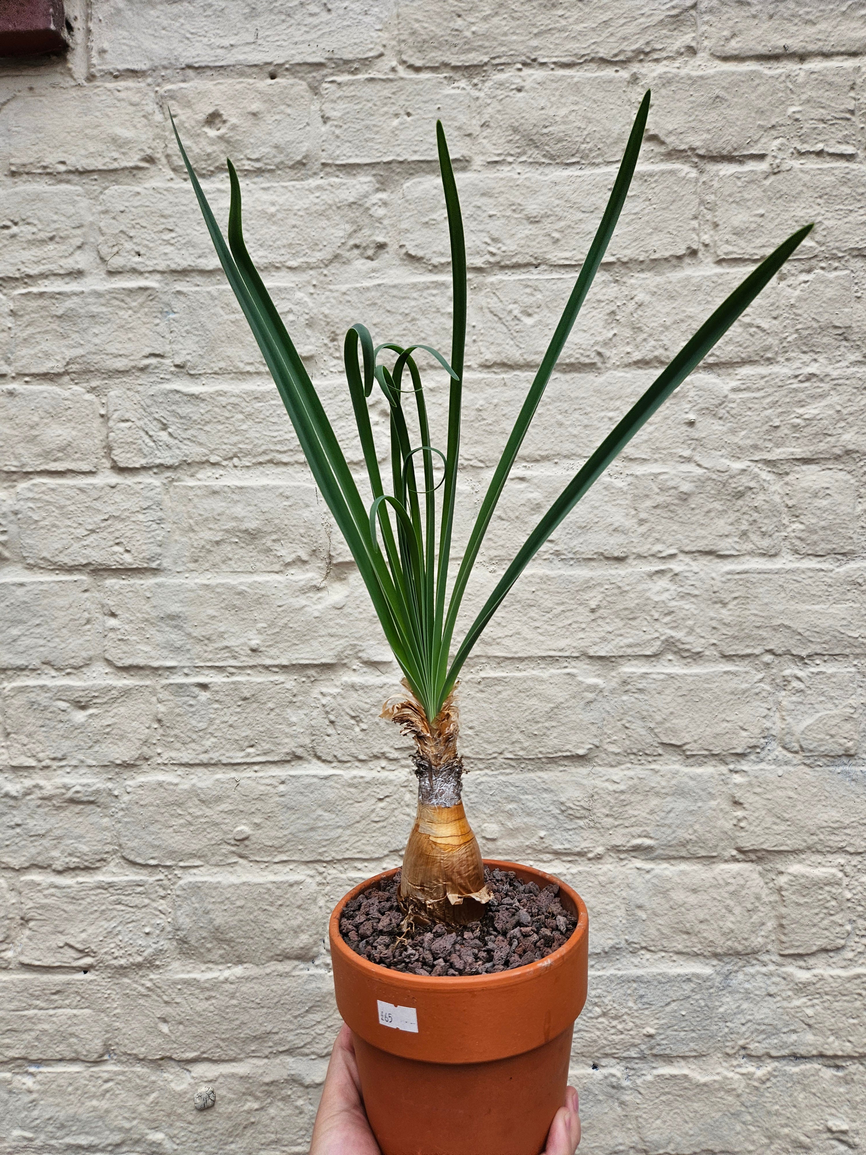 Boophane Disticha in terracotta pot - Rare plant