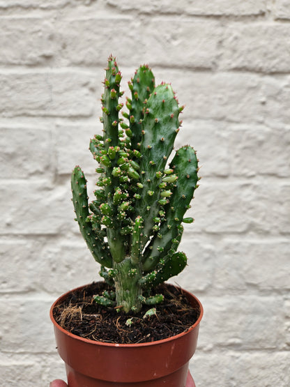 Opuntia monacantha (Drooping prickly pear catus)